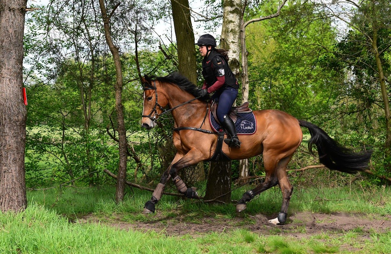 zangersheide springpaard merrie 9 anos bruin à venda - Foto 2