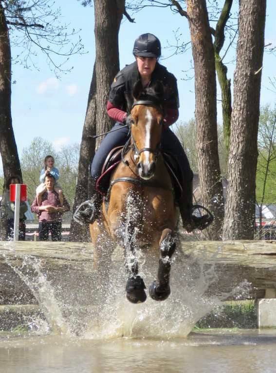 zangersheide springpaard merrie 9 anos bruin à venda - Foto 3