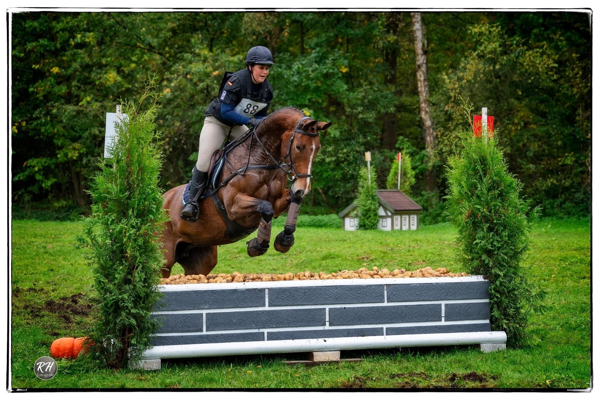 zangersheide springpaard merrie 9 anos bruin à venda - Foto 5