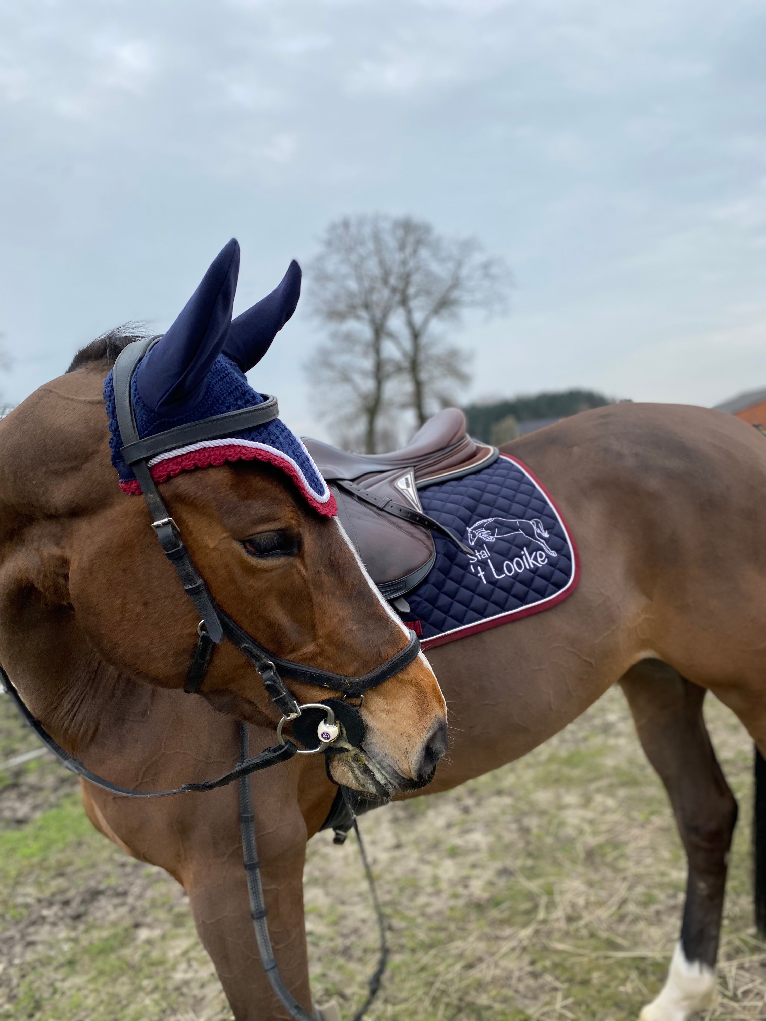 zangersheide springpaard merrie 9 anos bruin à venda - Foto 4