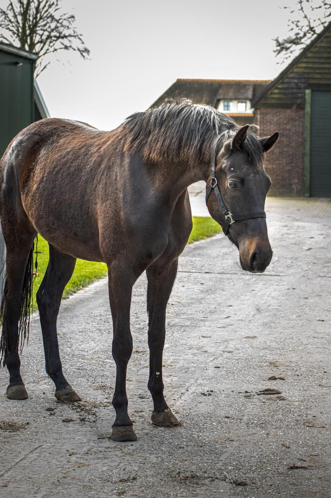 kwpn dressuurpaard merrie 3 år donkerbruin till salu - Foto 6