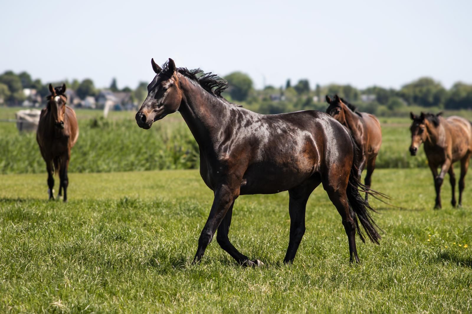 kwpn dressuurpaard merrie 3 år donkerbruin till salu - Foto 3