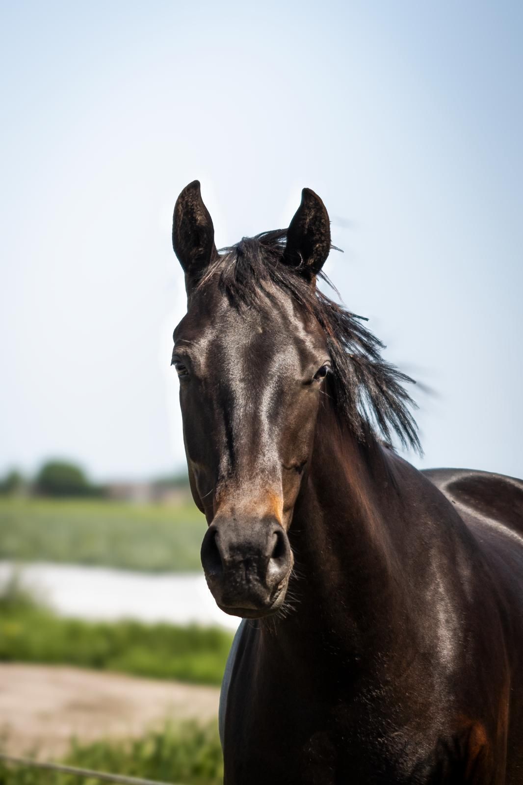 kwpn dressuurpaard merrie 3 år donkerbruin till salu - Foto 4