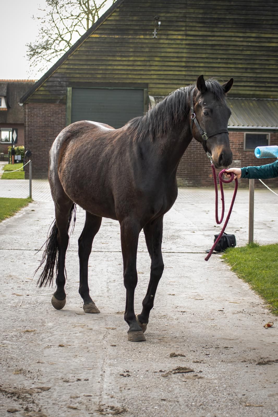 kwpn dressuurpaard merrie 3 år donkerbruin till salu - Foto 5