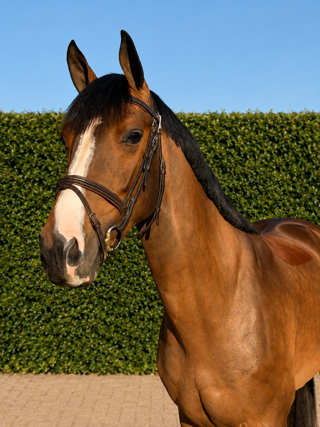 Goudeerlijke 4-jarige merrie