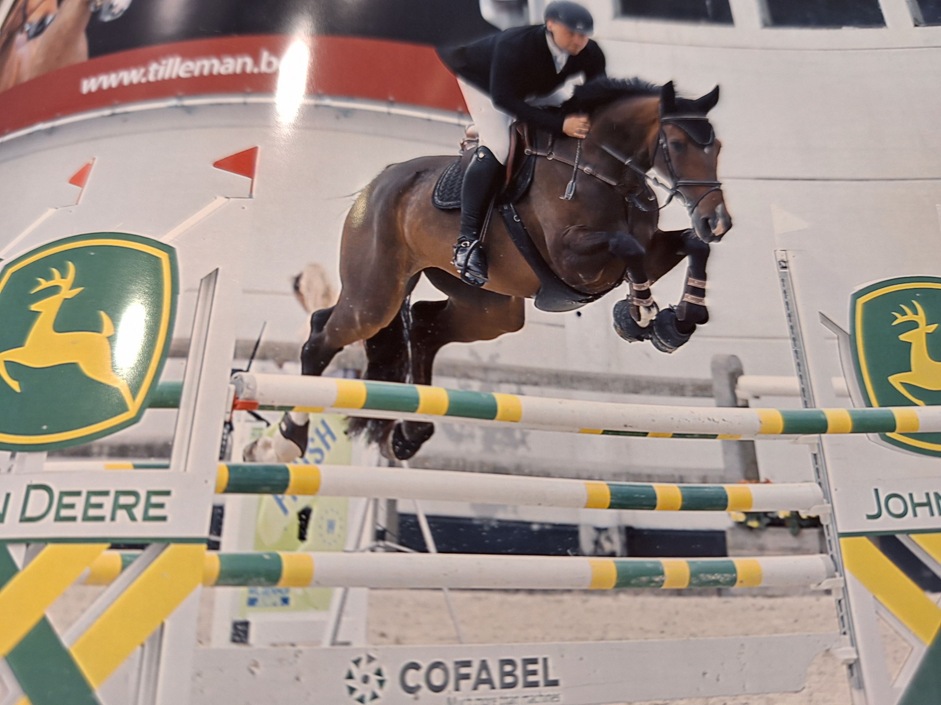 Cavalla da salto di 6 anni