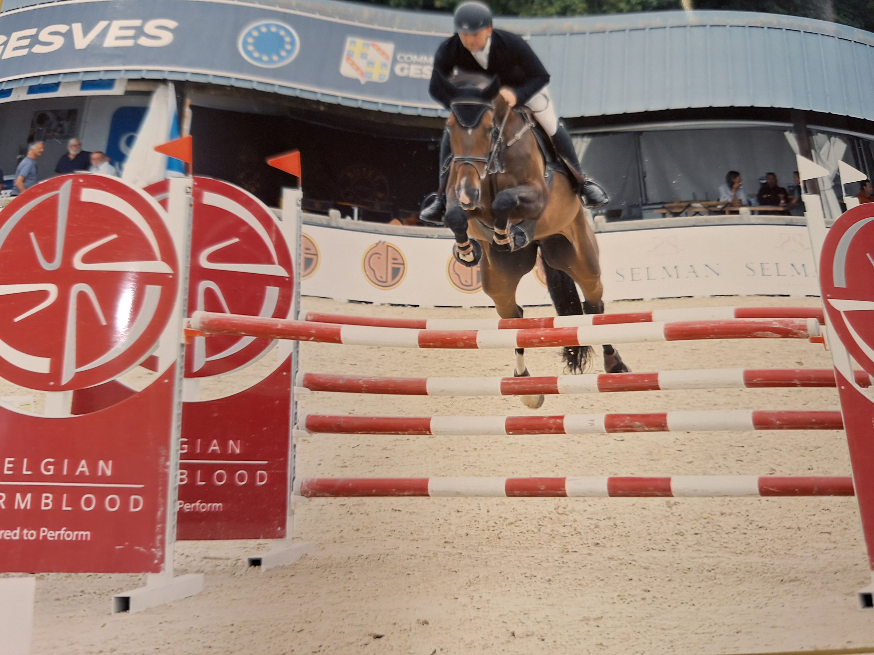 zangersheide springpaard merrie 6 ετών bruin προς πώληση - Φωτογραφία 3