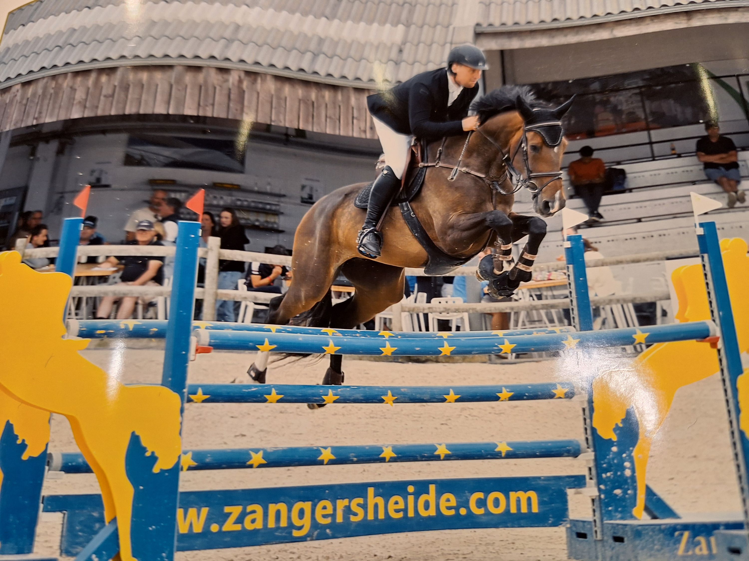 zangersheide springpaard merrie 6 ετών bruin προς πώληση - Φωτογραφία 2
