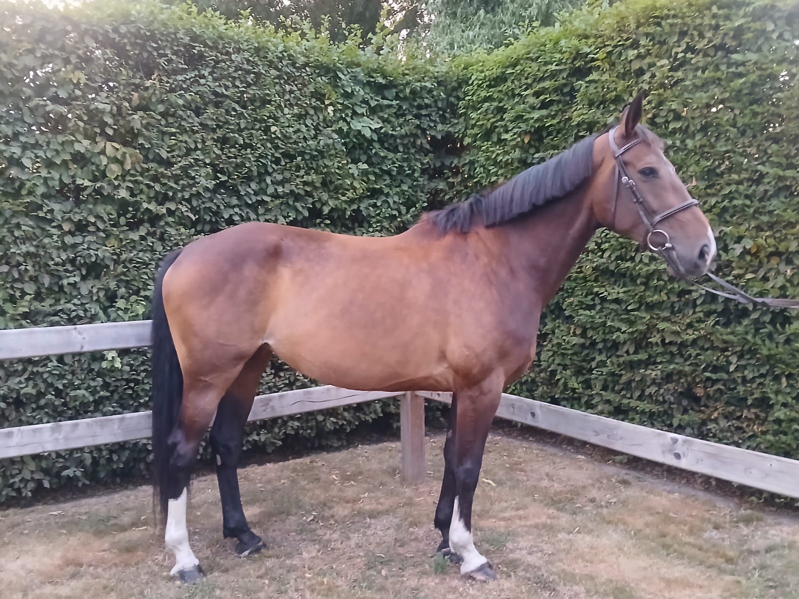 zangersheide springpaard merrie 6 ετών bruin προς πώληση - Φωτογραφία 4