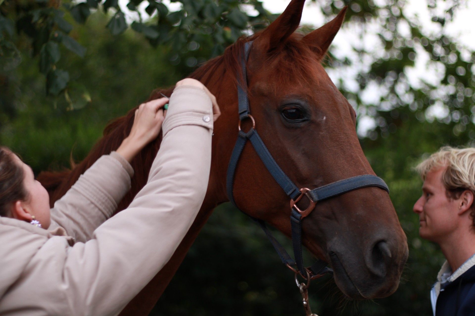 kwpn dressuurpaard merrie 16 anni vos in vendita - Foto 2