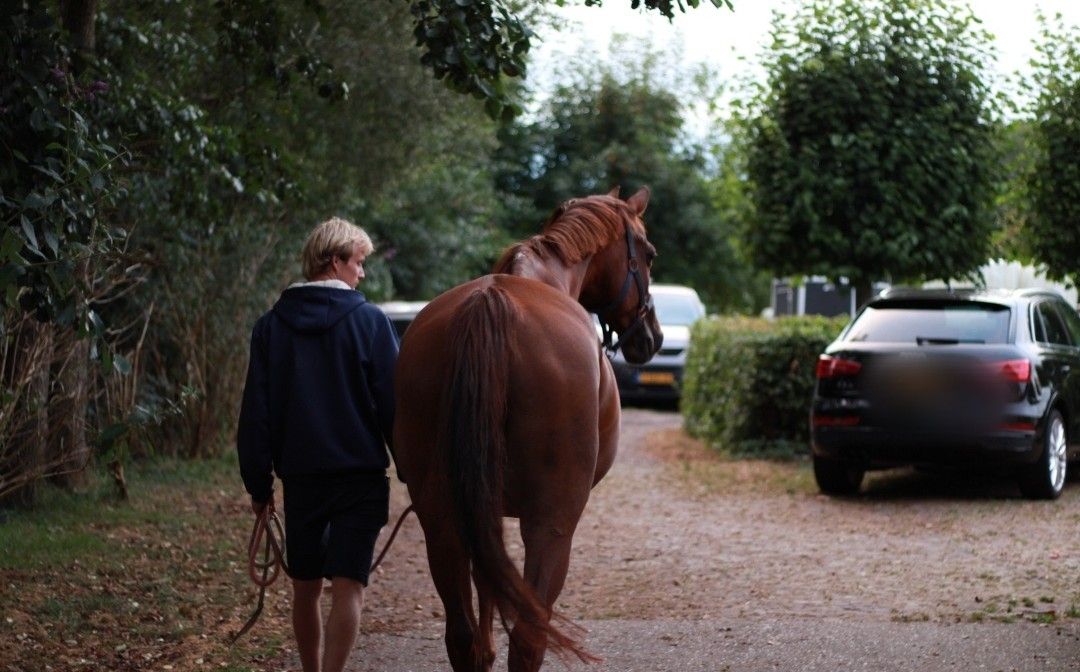 kwpn dressuurpaard merrie 16 anni vos in vendita - Foto 3