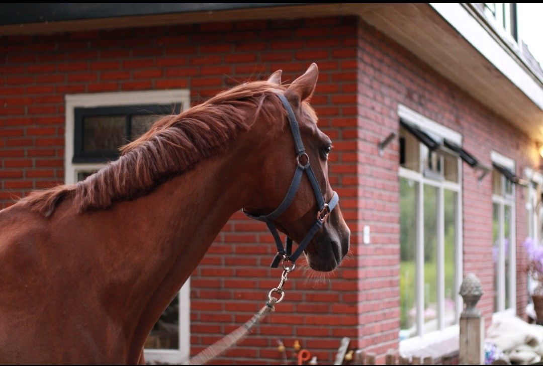 kwpn dressuurpaard merrie 16 anni vos in vendita - Foto 4