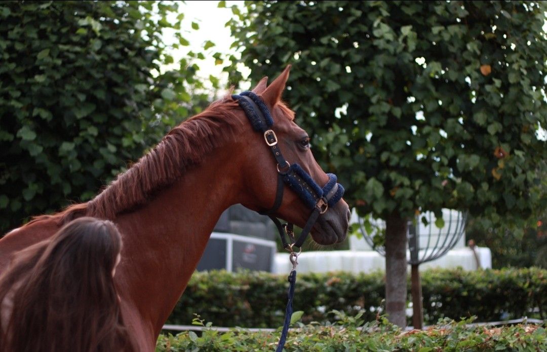 kwpn dressuurpaard merrie 16 anni vos in vendita - Foto 5