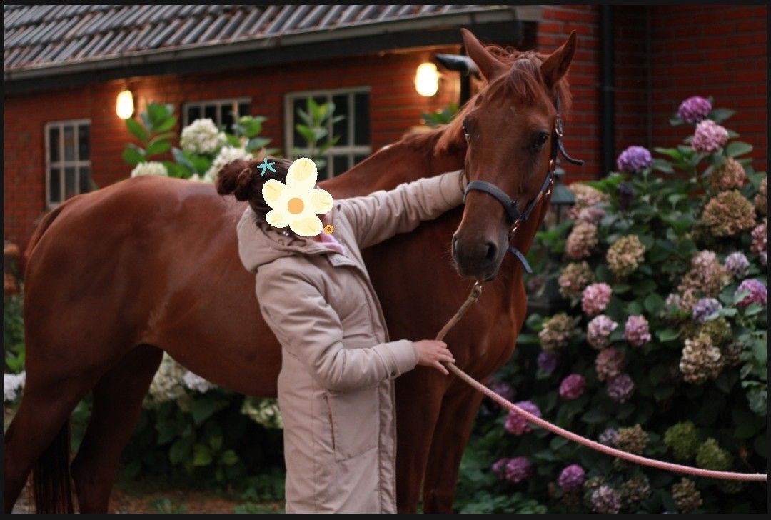 kwpn dressuurpaard merrie 16 anni vos in vendita - Foto 6