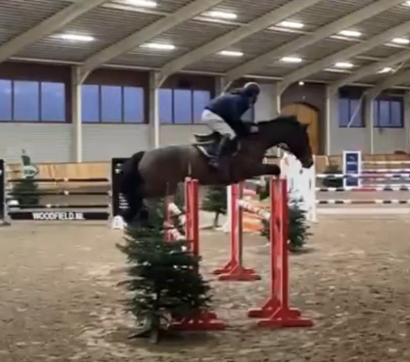 kwpn allrounder merrie 10 anni bruin in vendita - Foto 2