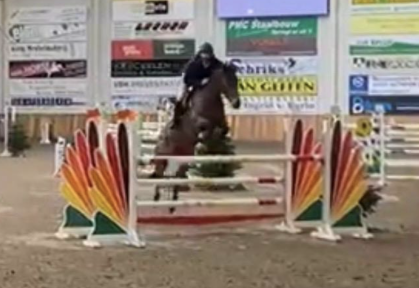 kwpn allrounder merrie 10 anni bruin in vendita - Foto 3