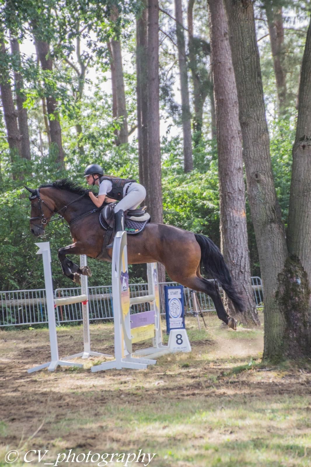kwpn allrounder merrie 10 anni bruin in vendita - Foto 4