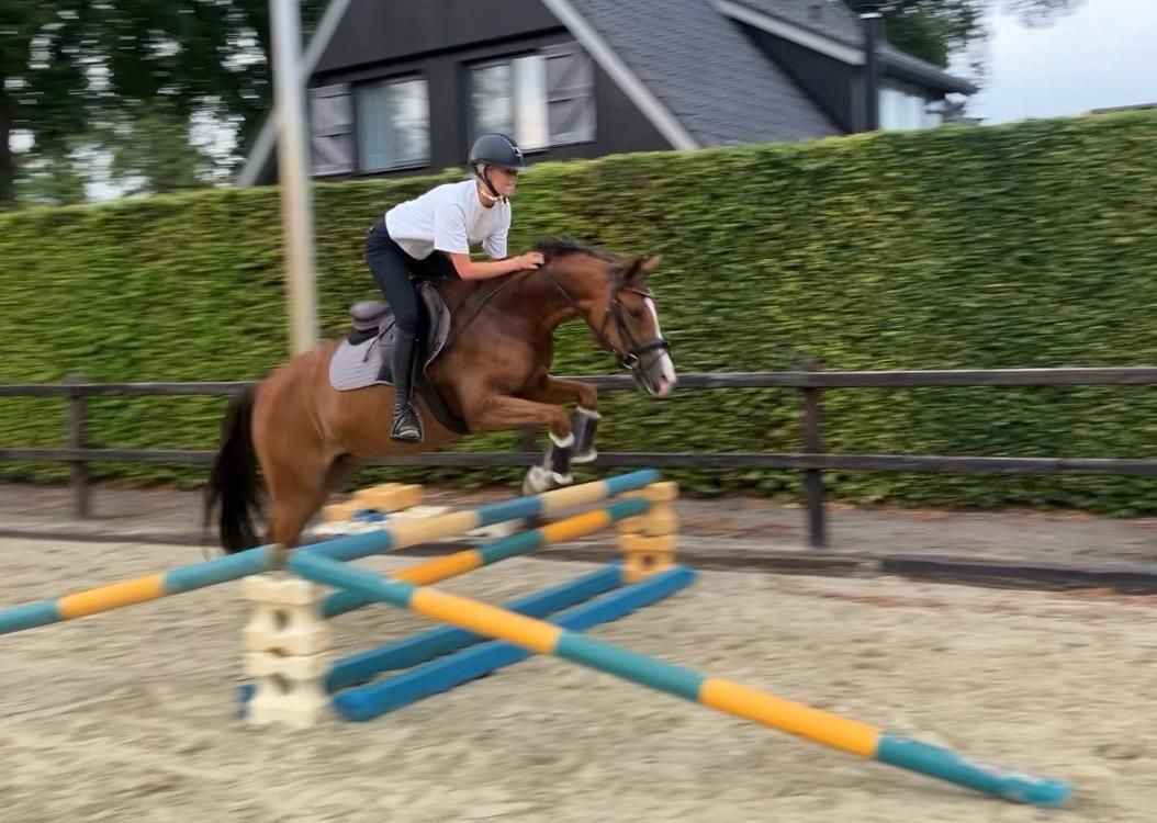 nrps dressuurpony ruin 4 let vos na prodej - Foto 3