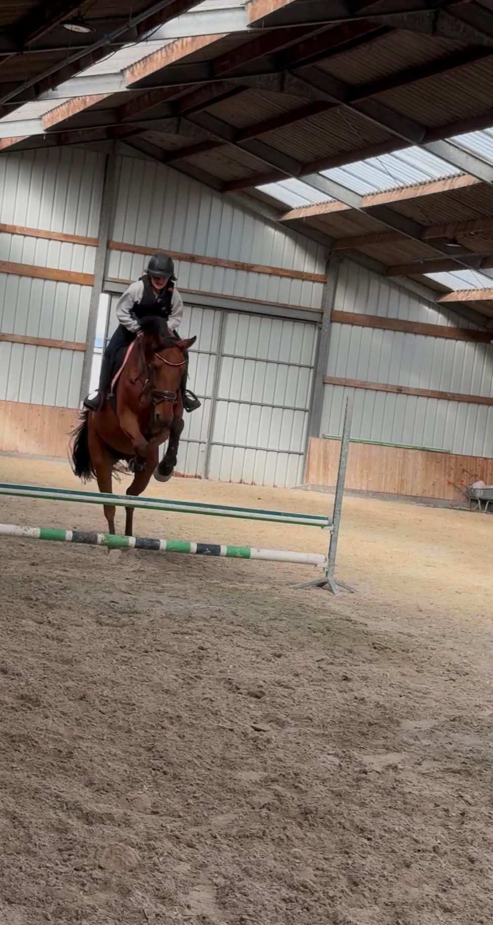 bwp springpaard merrie 13 años bruin en venta - Foto 3