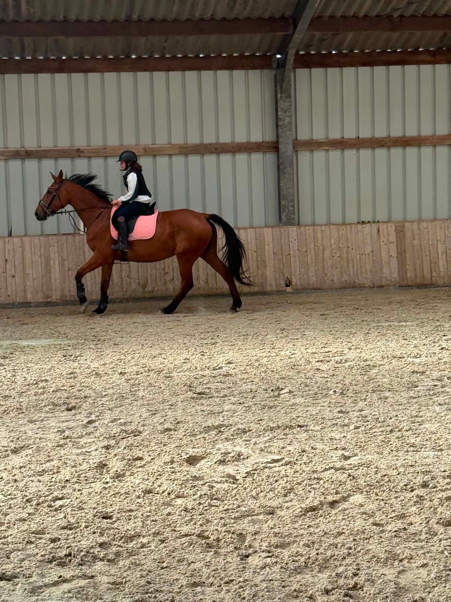 bwp springpaard merrie 13 años bruin en venta - Foto 2