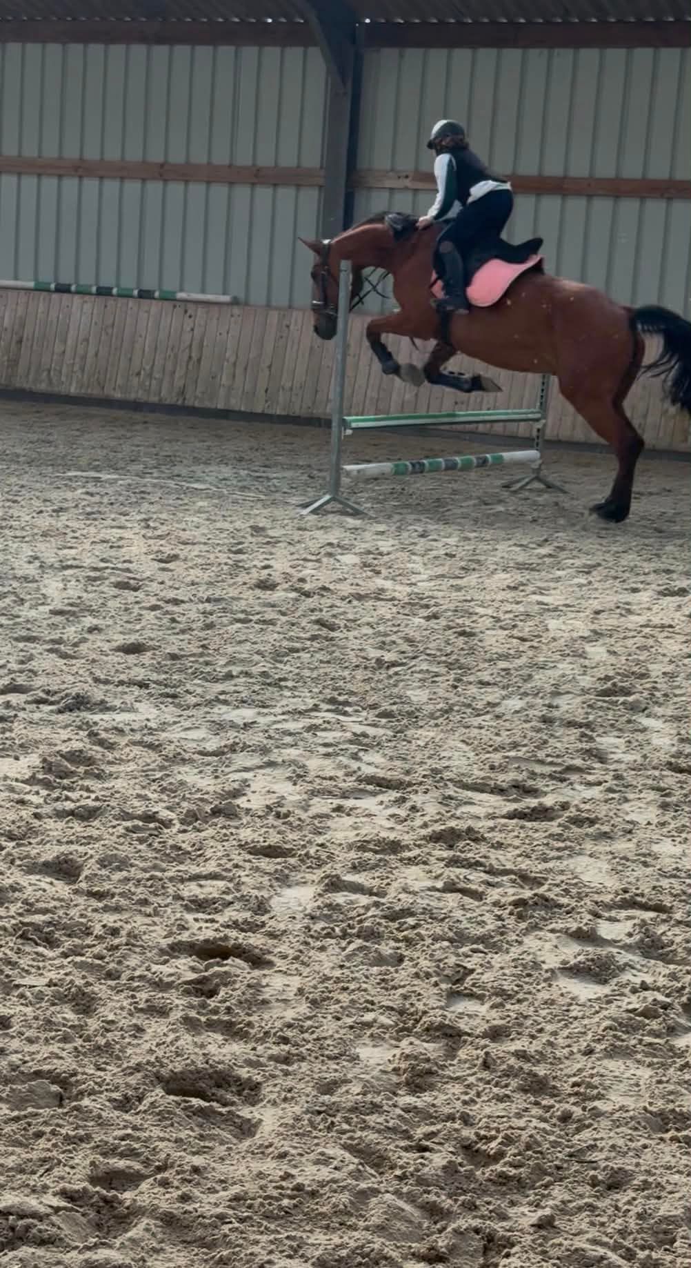 bwp springpaard merrie 13 años bruin en venta - Foto 4