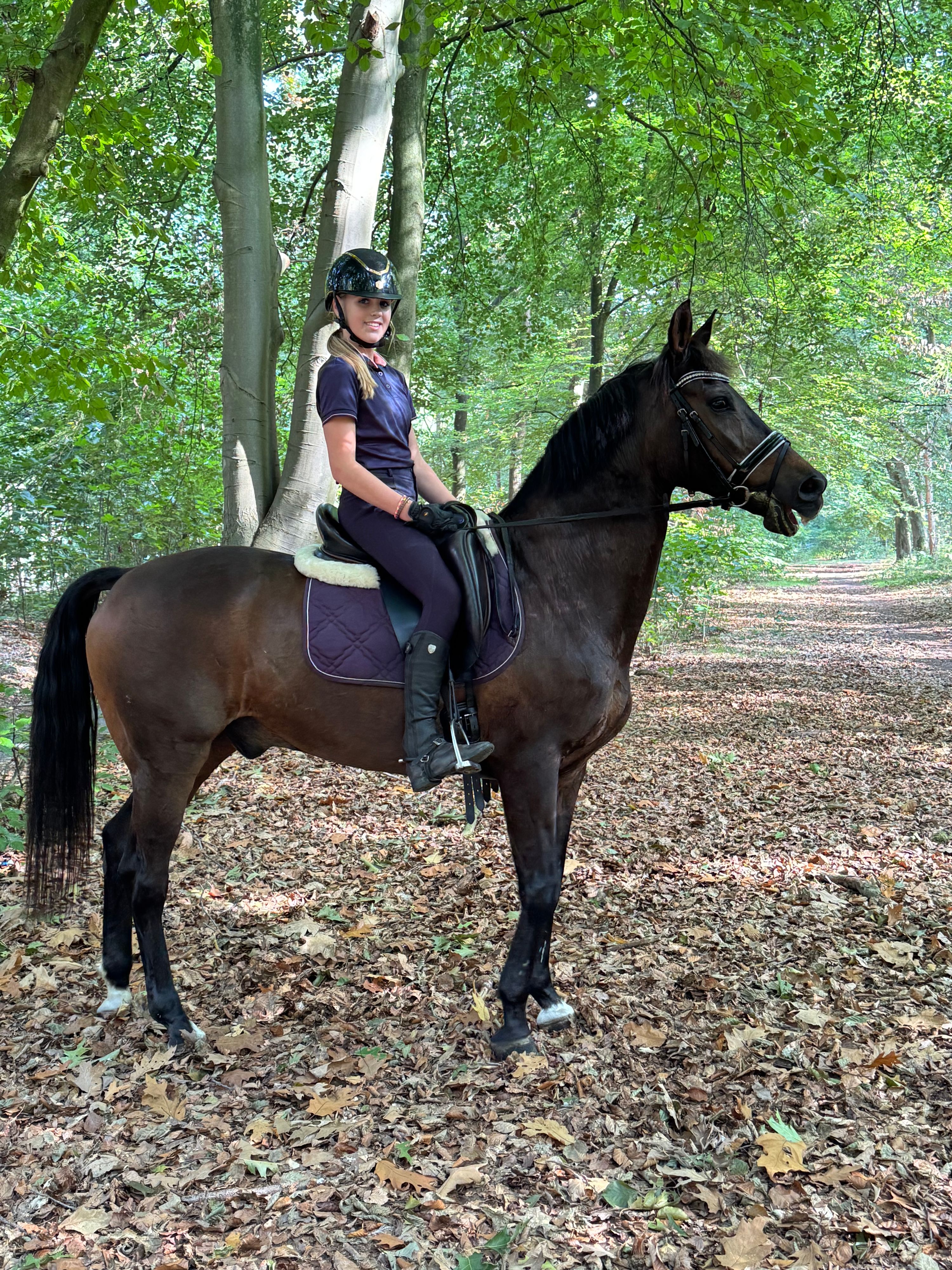 new-forest dressuurpony ruin 23 years old donkerbruin for sale - Photo 2
