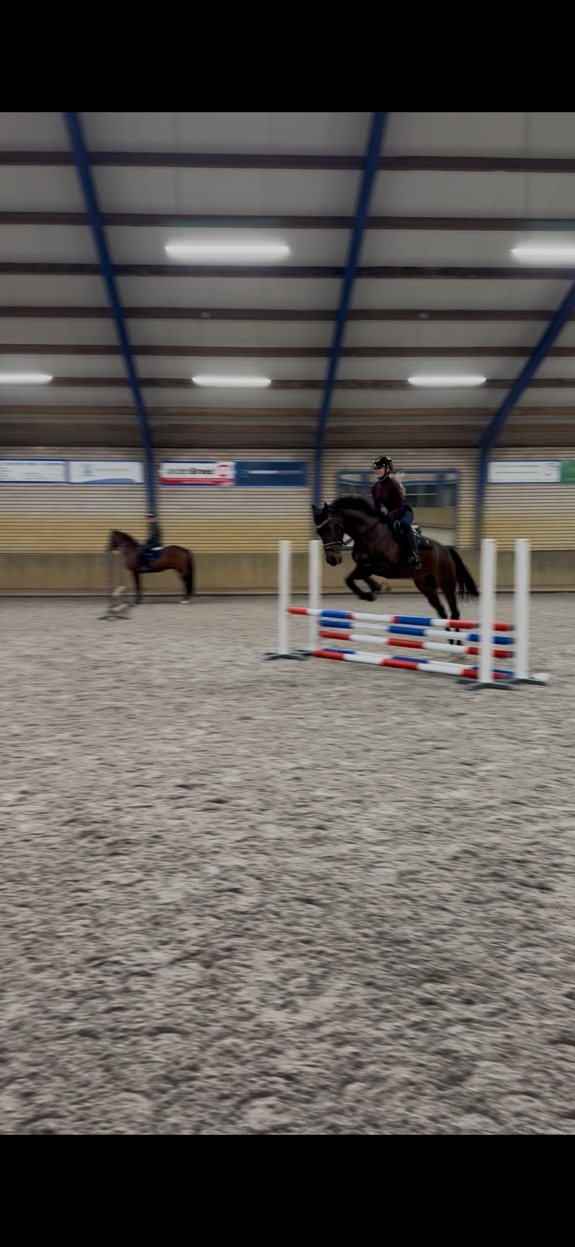 new-forest dressuurpony ruin 23 years old donkerbruin for sale - Photo 3