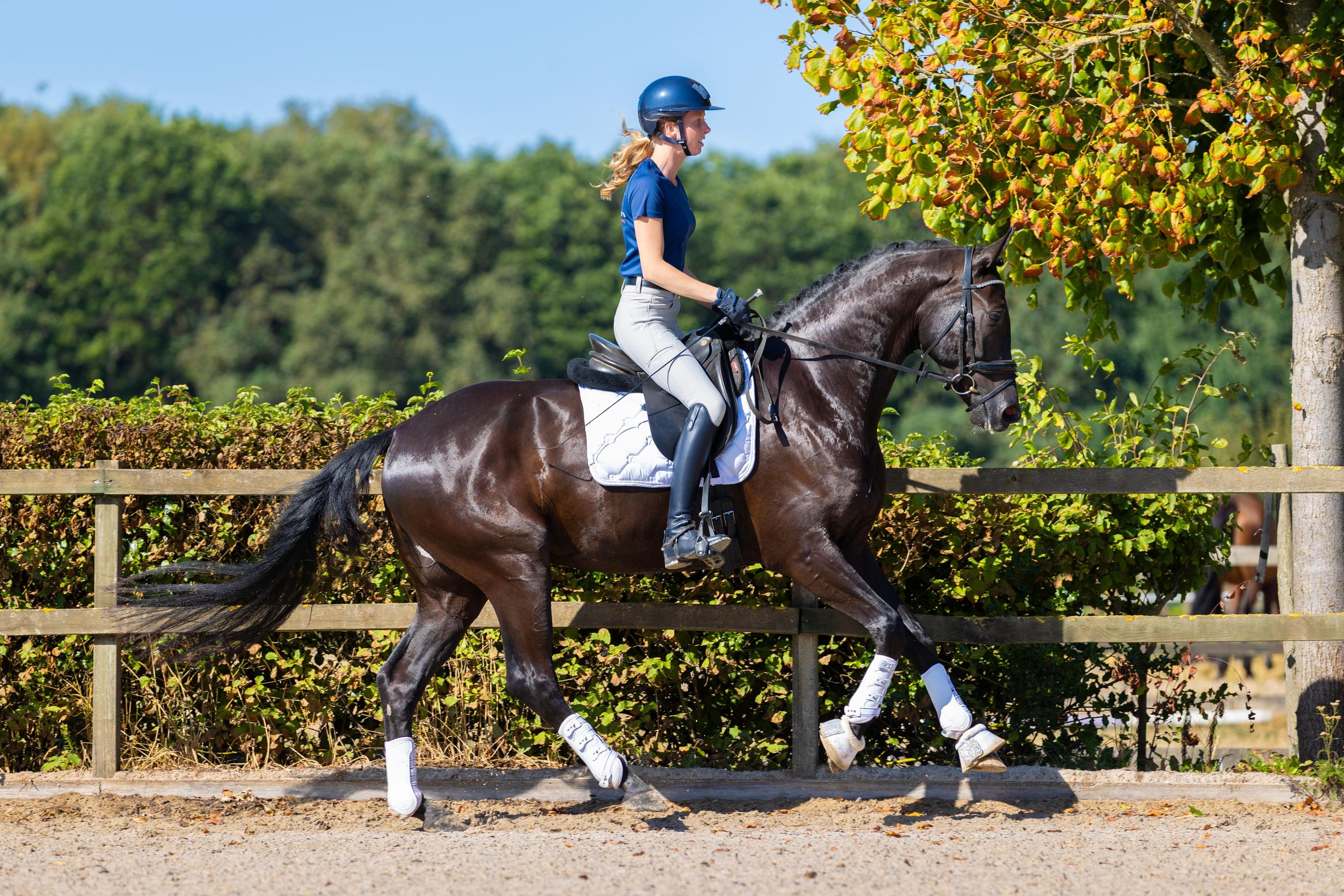 Talentuoso castrone da dressage con potenziale