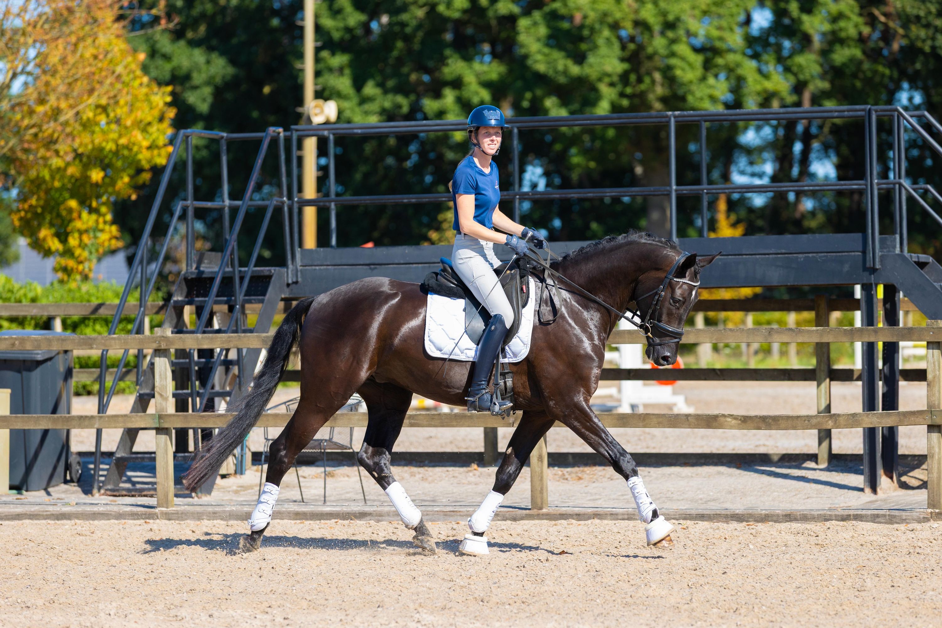 kwpn allrounder ruin 4 år zwart till salu - Foto 4