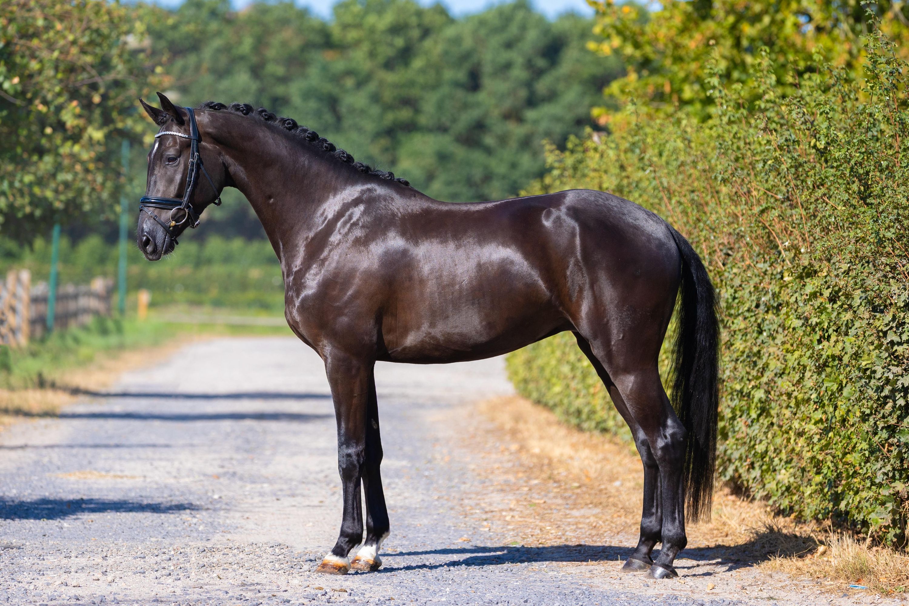 kwpn allrounder ruin 4 år zwart till salu - Foto 5