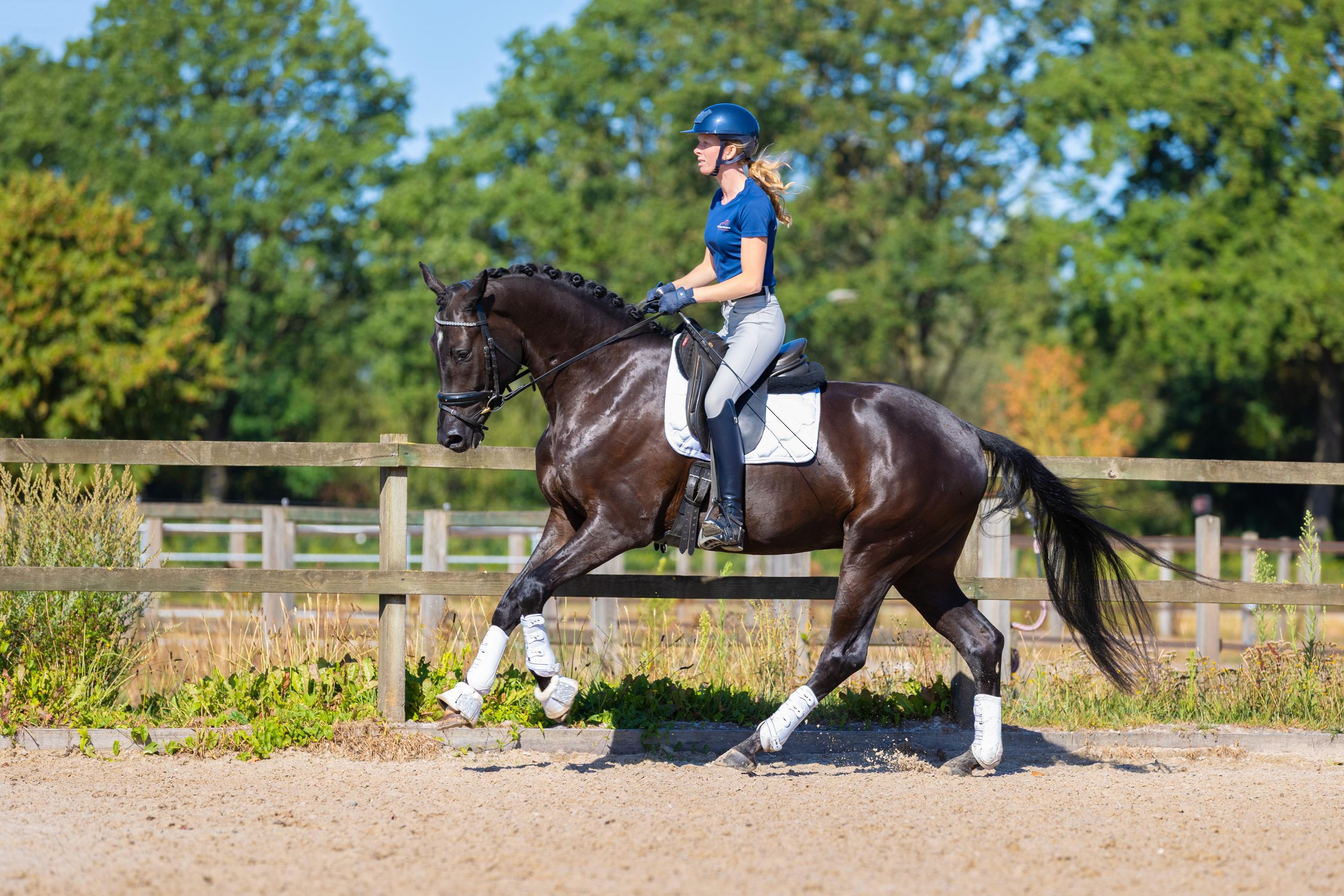 kwpn allrounder ruin 4 år zwart till salu - Foto 2
