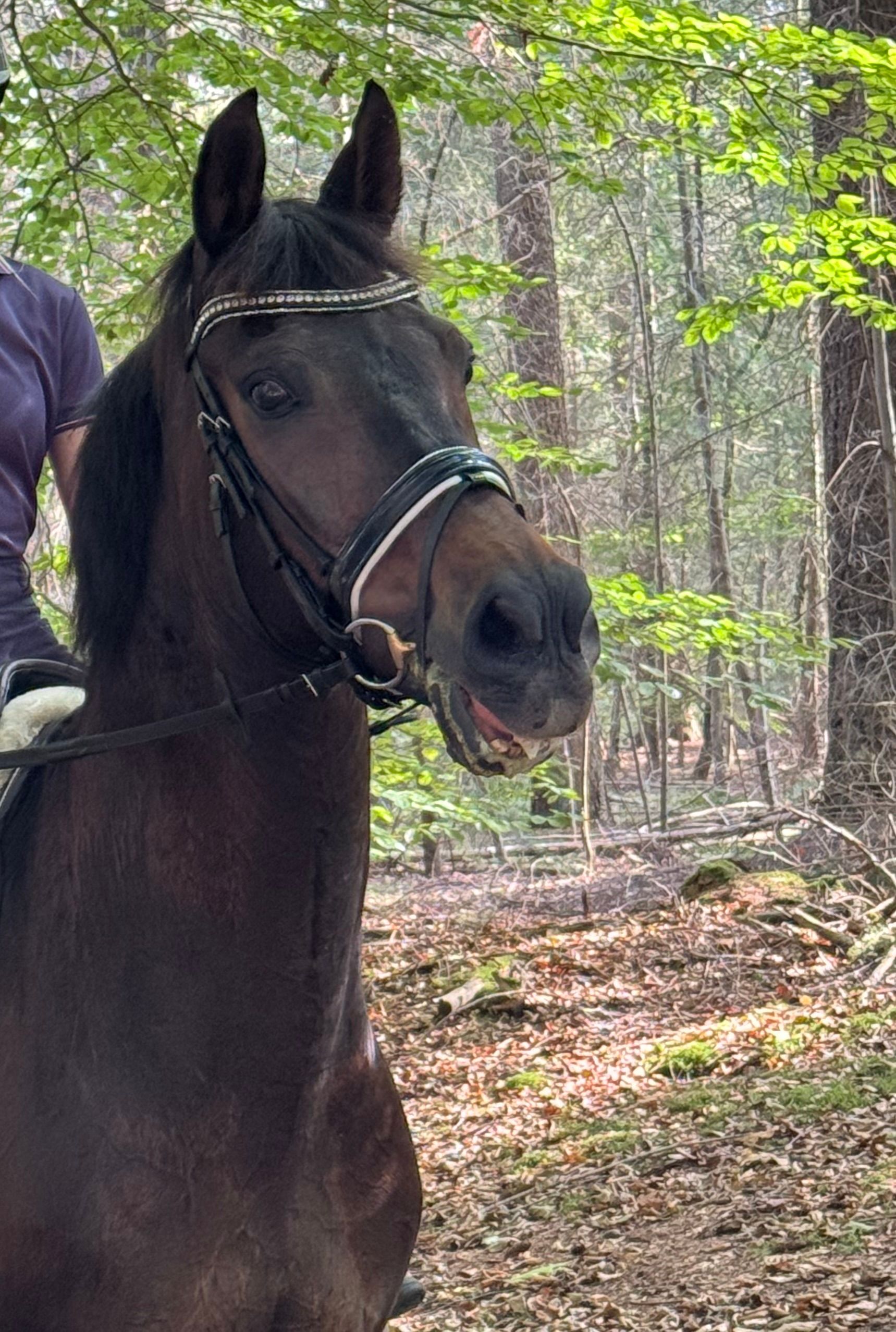 new-forest dressuurpony ruin 23 years old donkerbruin for sale - Photo 4