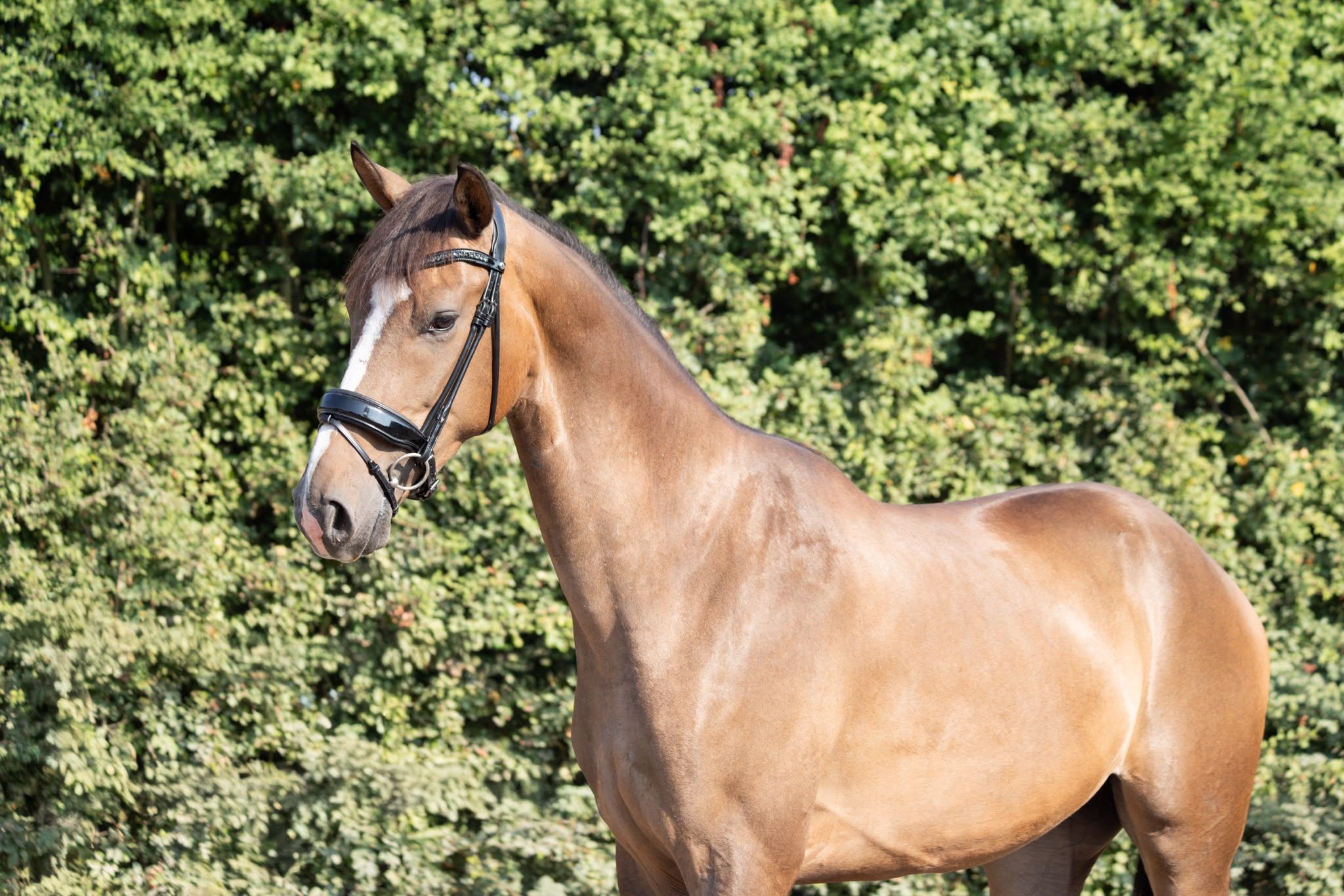 Veel belovende 3-jarige ruin!