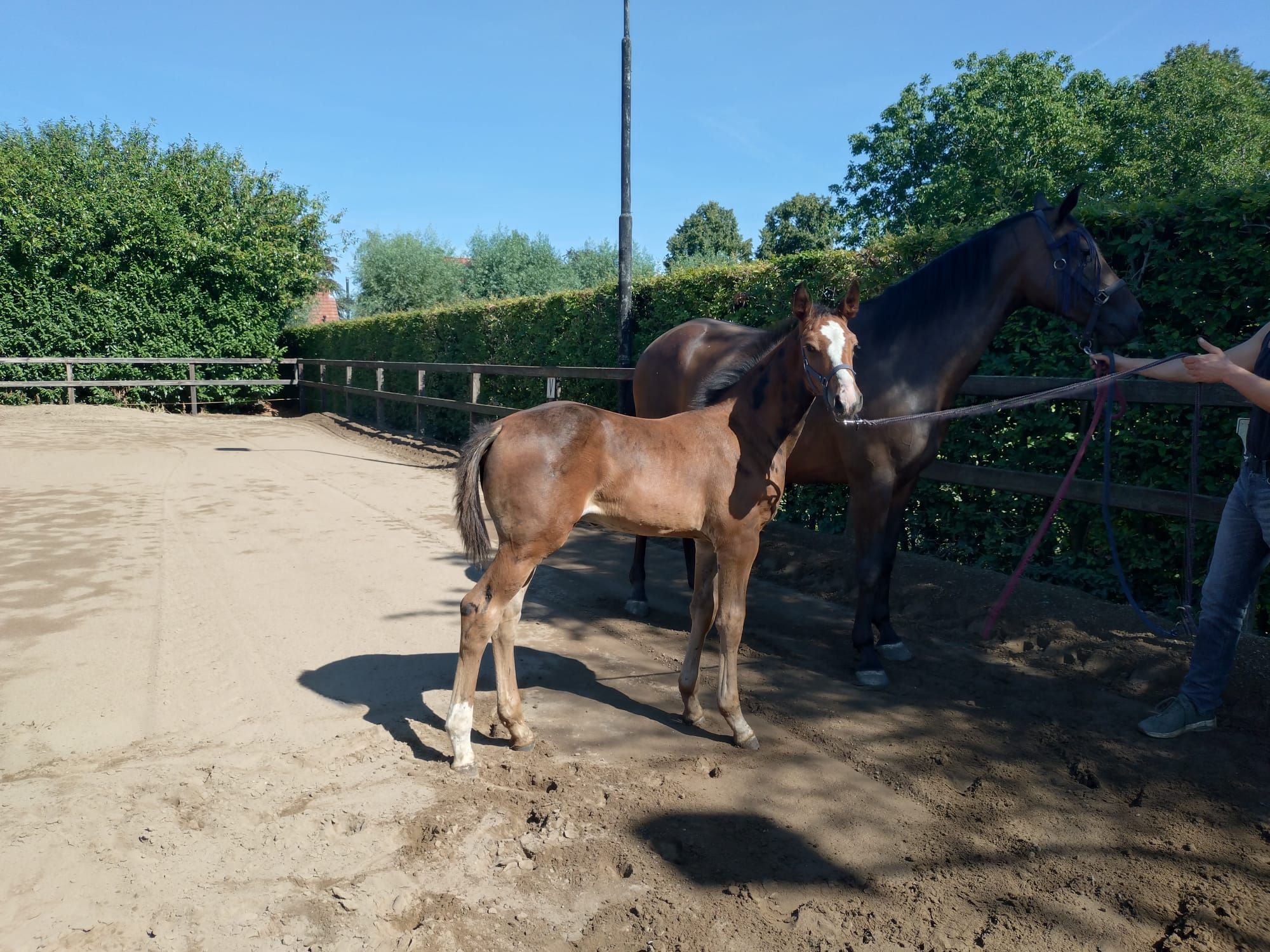 kwpn springpaard hengst 0 سنوات bruin للبيع - صورة 2