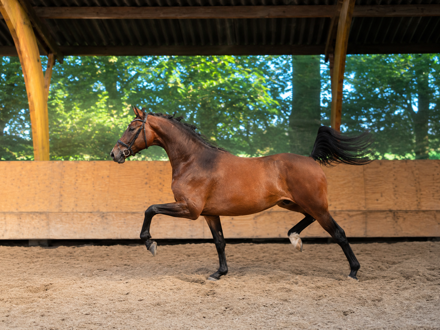 Tiltalende 3-årig vallak fra bevist morslinje Nashville Star x Sandreo x Ferro