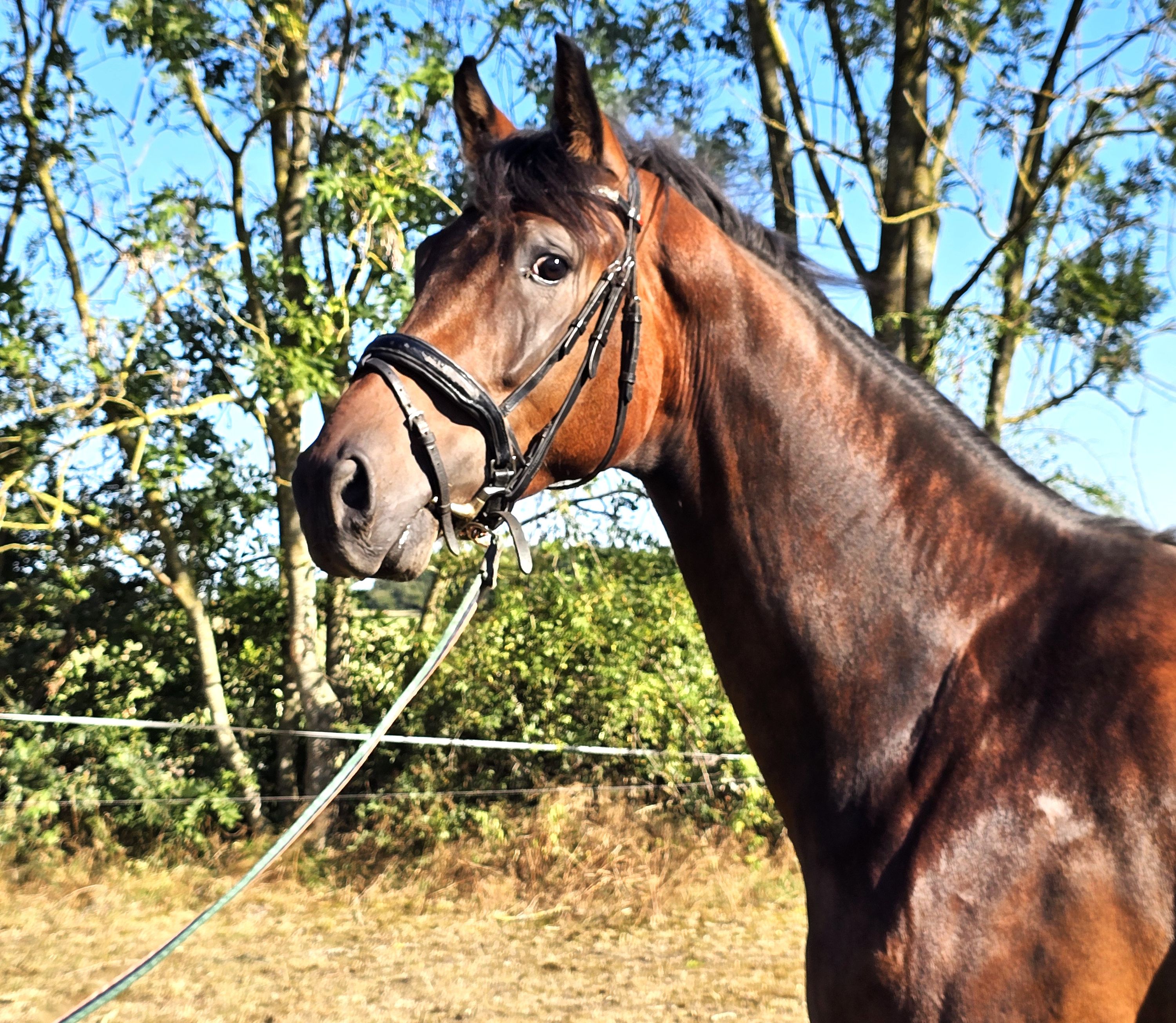 kwpn dressuurpaard ruin 3 år bruin till salu - Foto 2