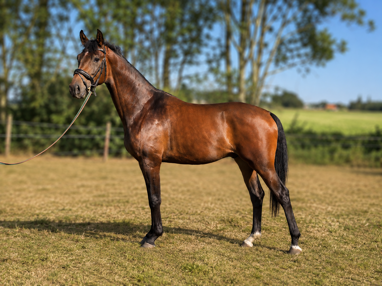 kwpn dressuurpaard ruin 3 år bruin till salu - Foto 3