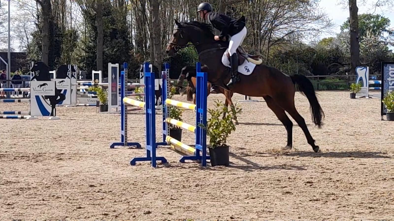 kwpn springpaard hengst 0 سنوات bruin للبيع - صورة 4