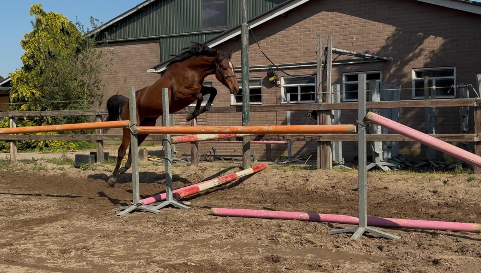 kwpn springpaard hengst 0 سنوات bruin للبيع - صورة 5
