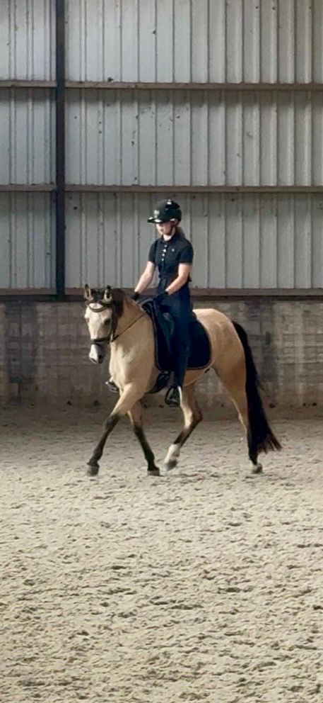 nrps allround-pony merrie 4 years old andere-kleur for sale - Photo 3