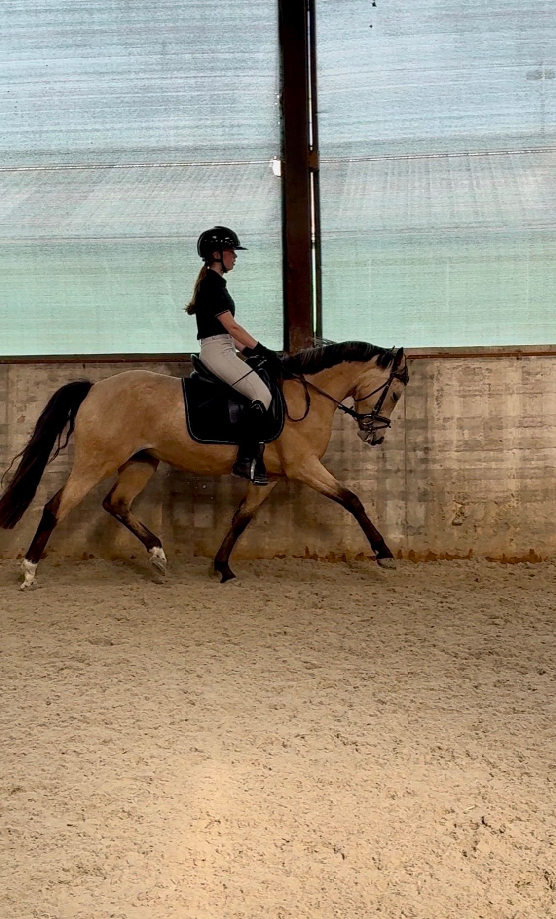 nrps allround-pony merrie 4 years old andere-kleur for sale - Photo 4