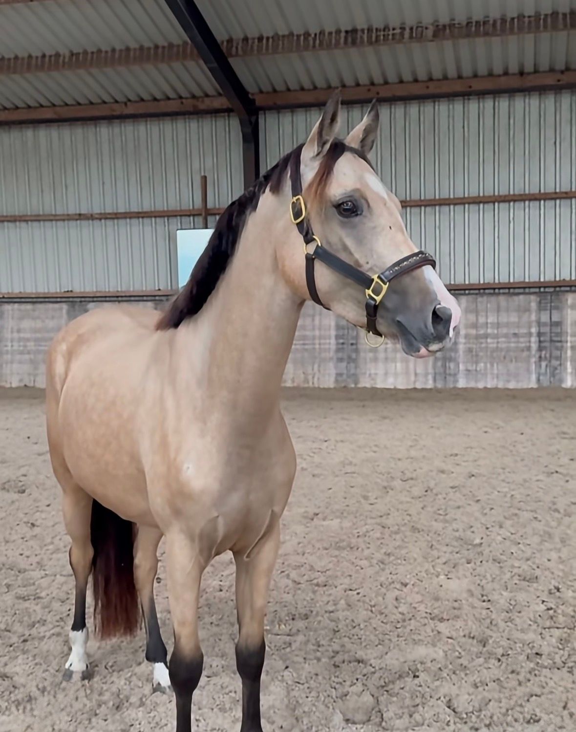 Beautiful 4-year-old buckskin mare, D-pony