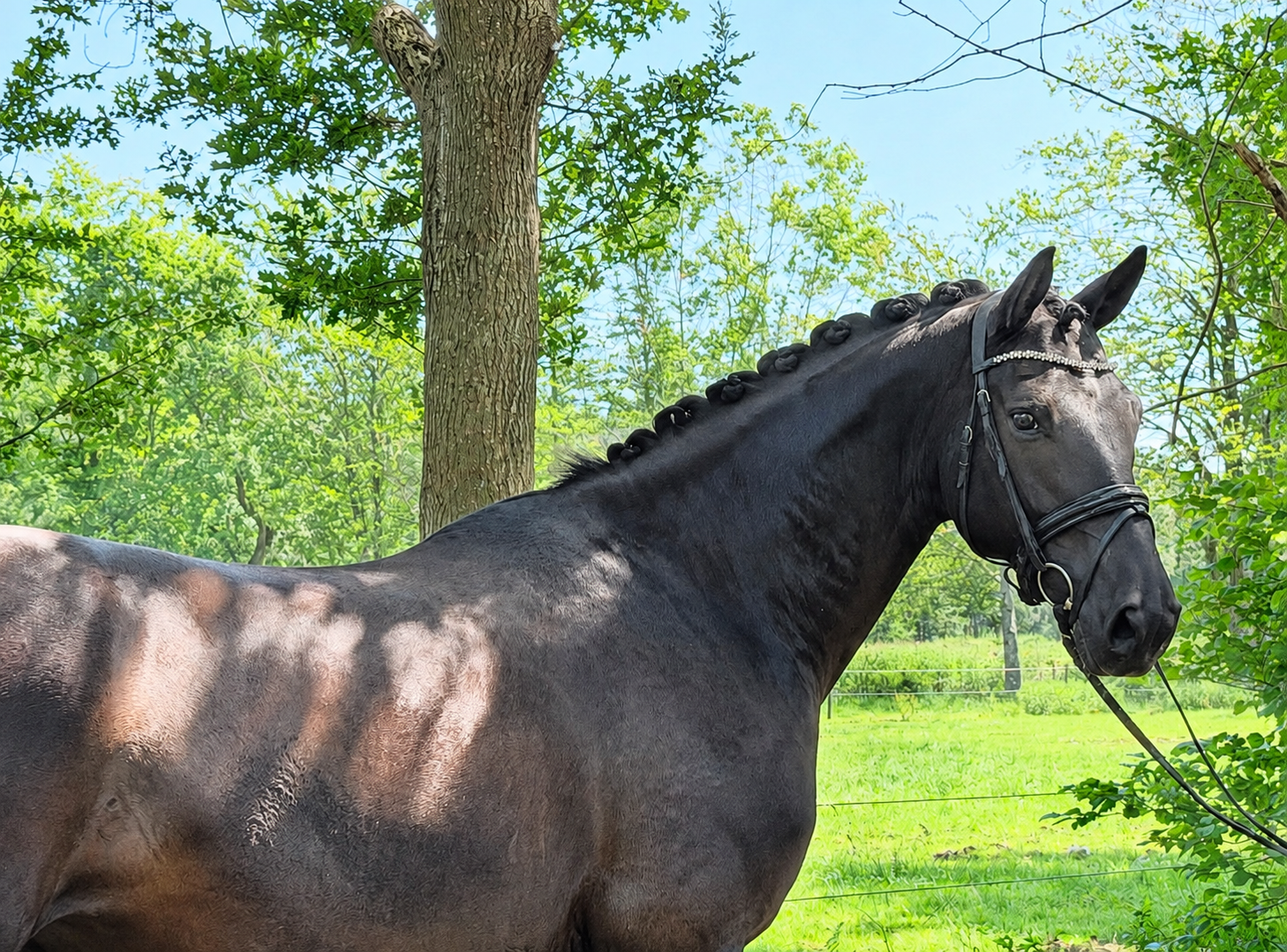 Zevenjarige eycatcher v Taminiau x Welt Hit II