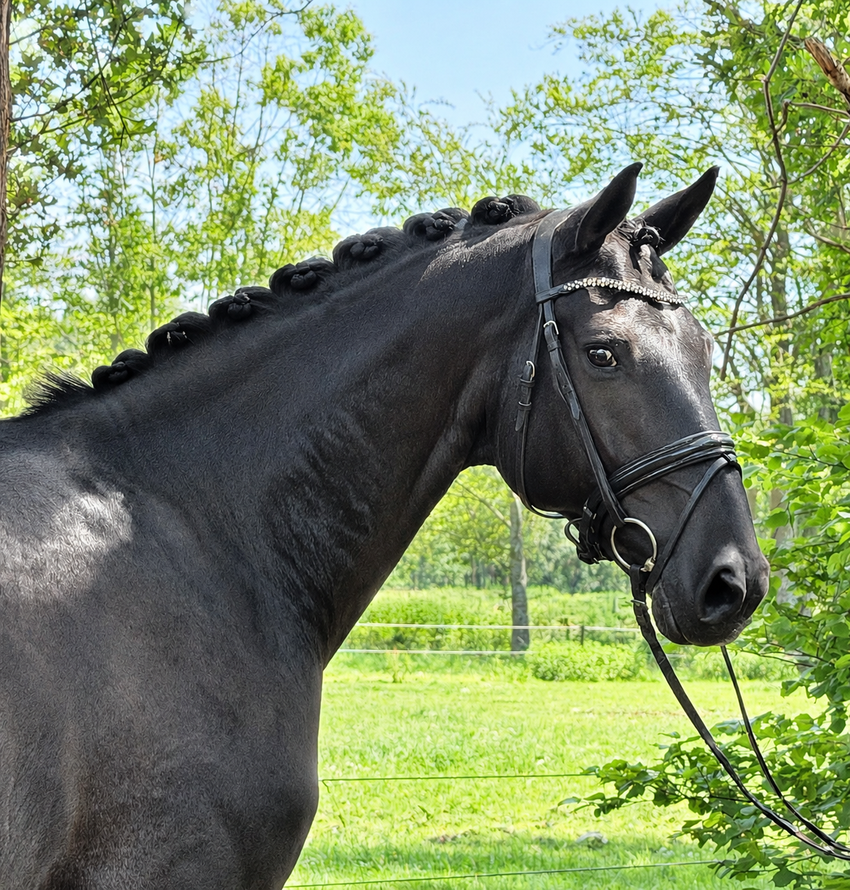 kwpn dressuurpaard ruin 7 anos zwart à venda - Foto 2