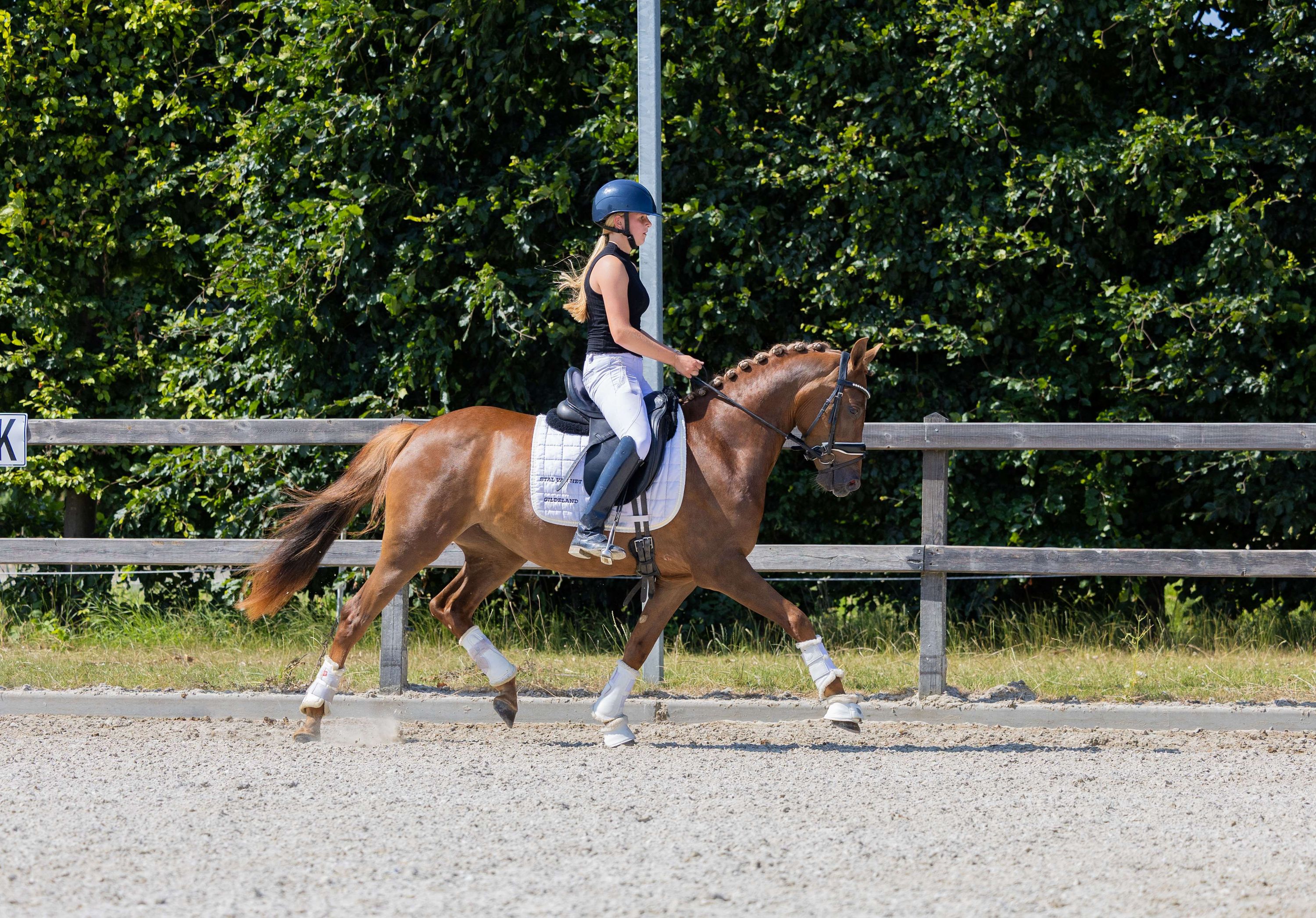 nrps dressuurpony merrie 4 years old vos for sale - Photo 3