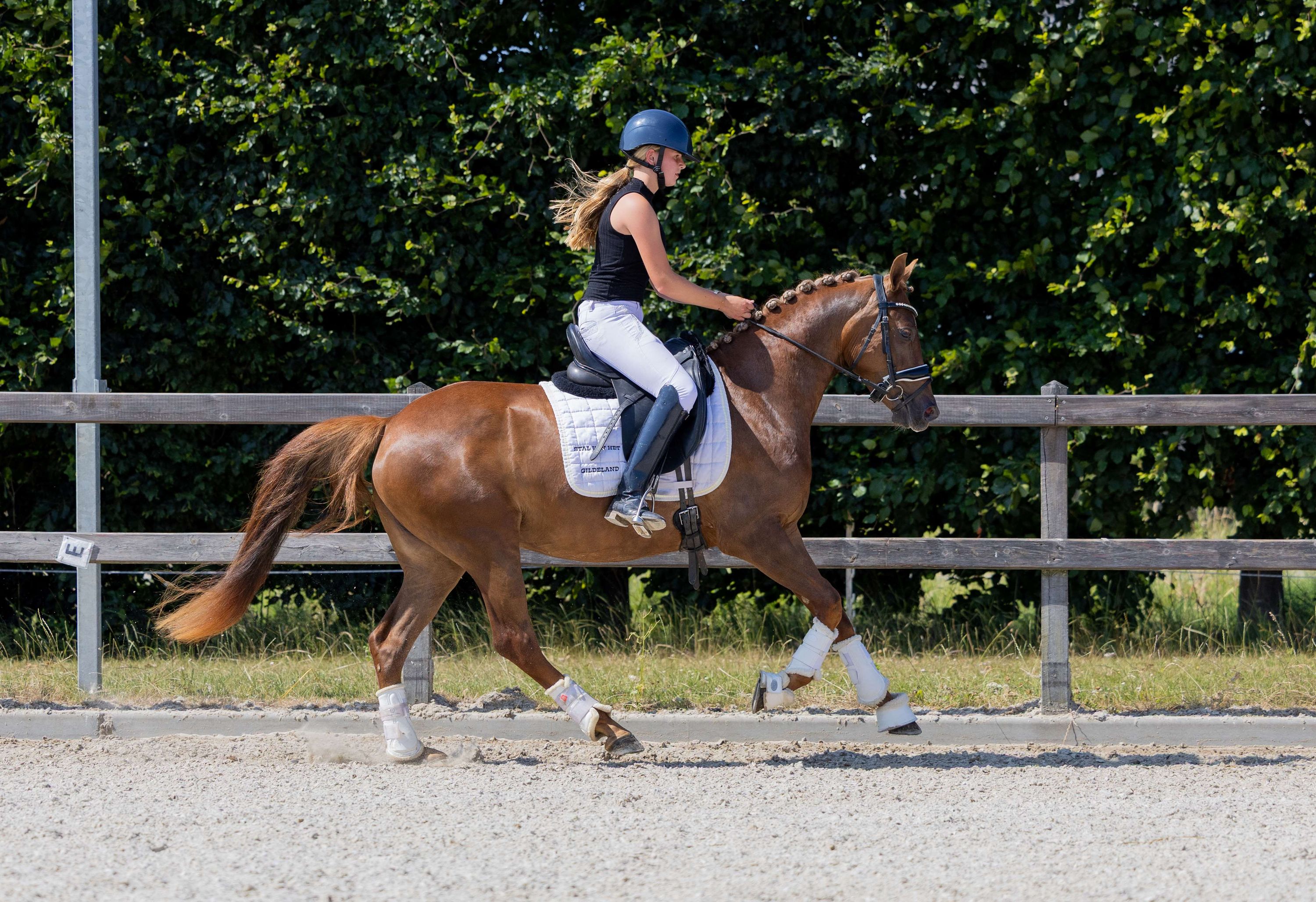 nrps dressuurpony merrie 4 years old vos for sale - Photo 4
