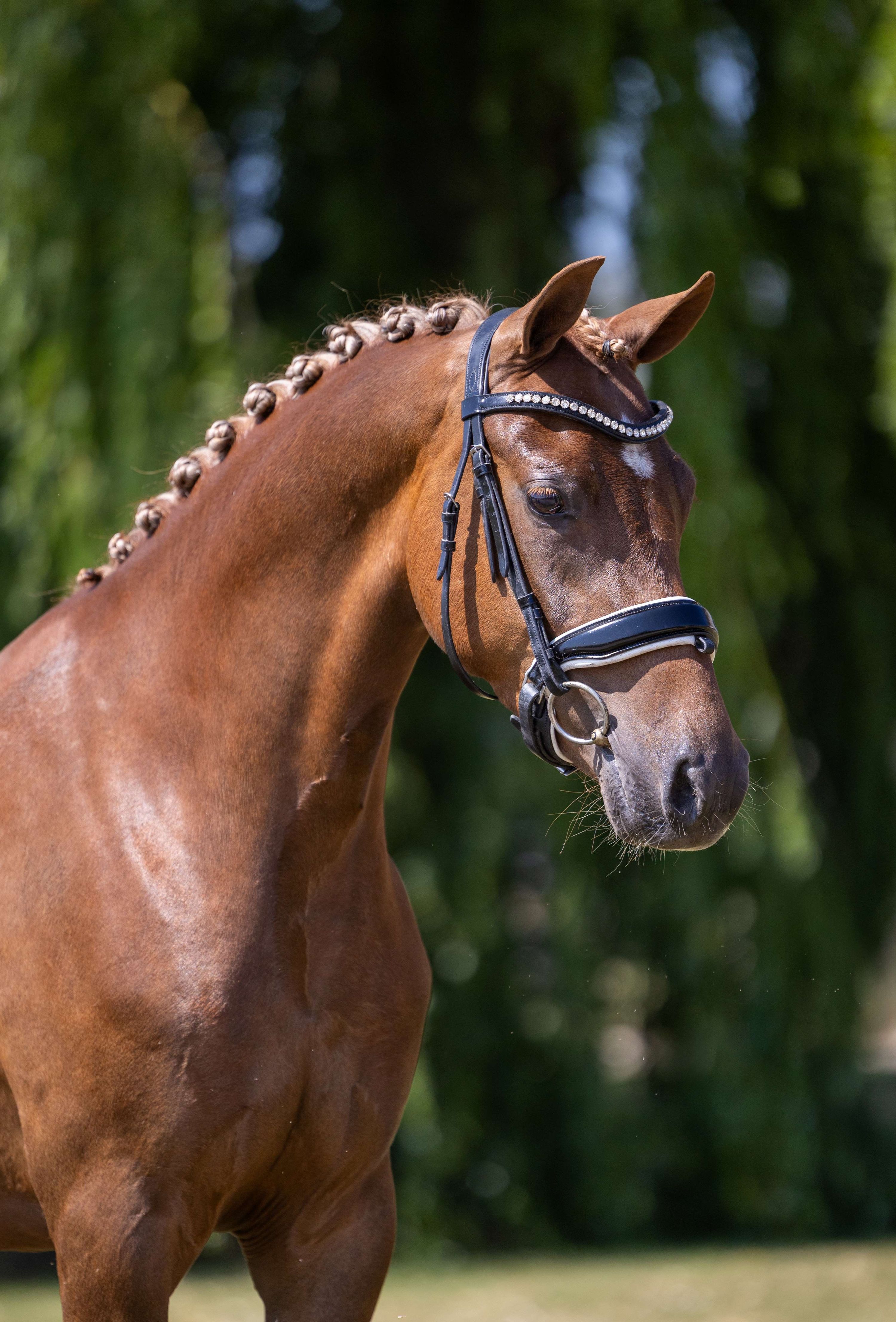 Attractive 4-year-old mare!