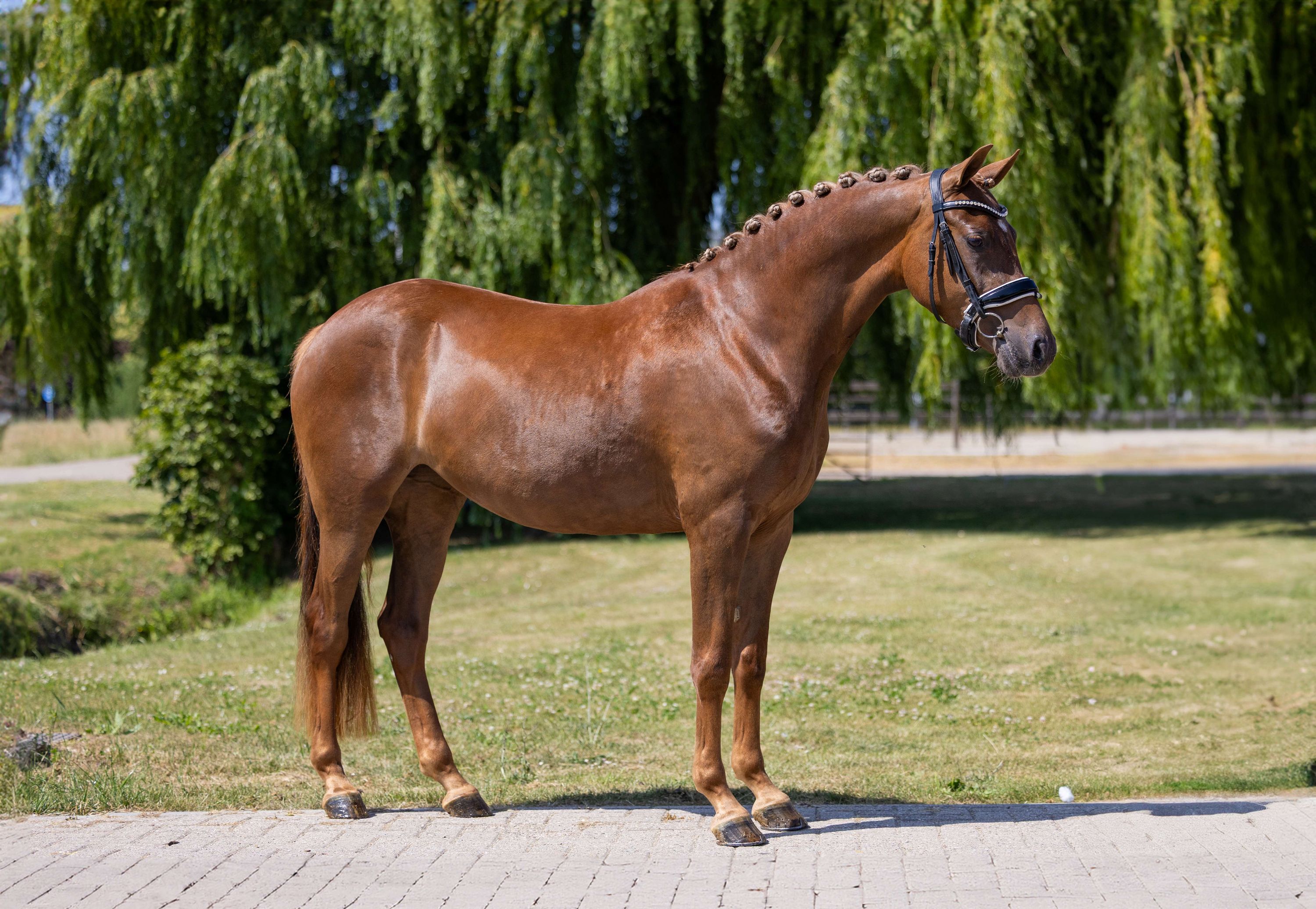 nrps dressuurpony merrie 4 years old vos for sale - Photo 2
