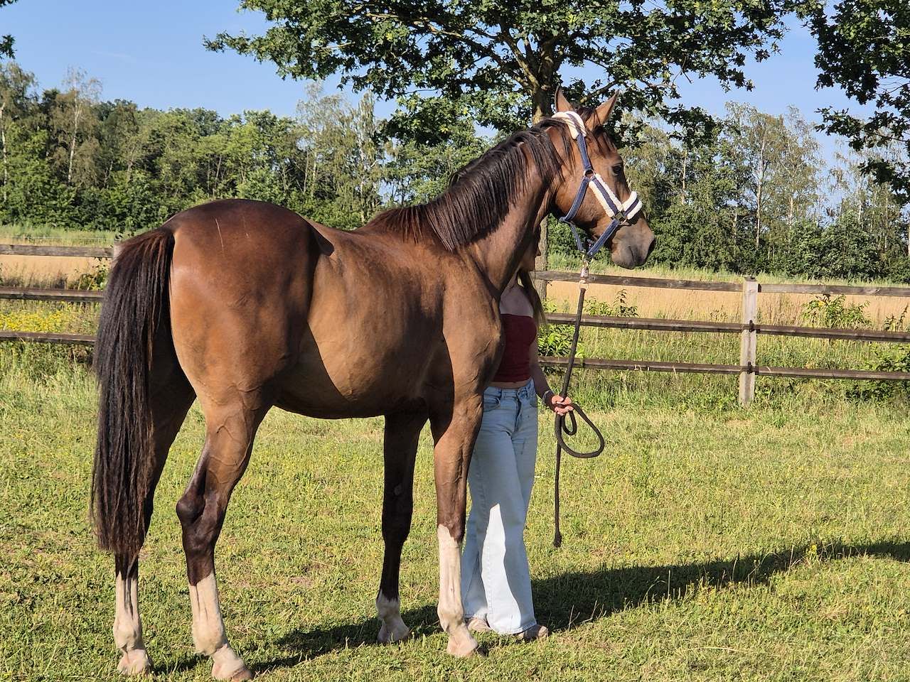 Belo e versátil cavalo capón de dois anos