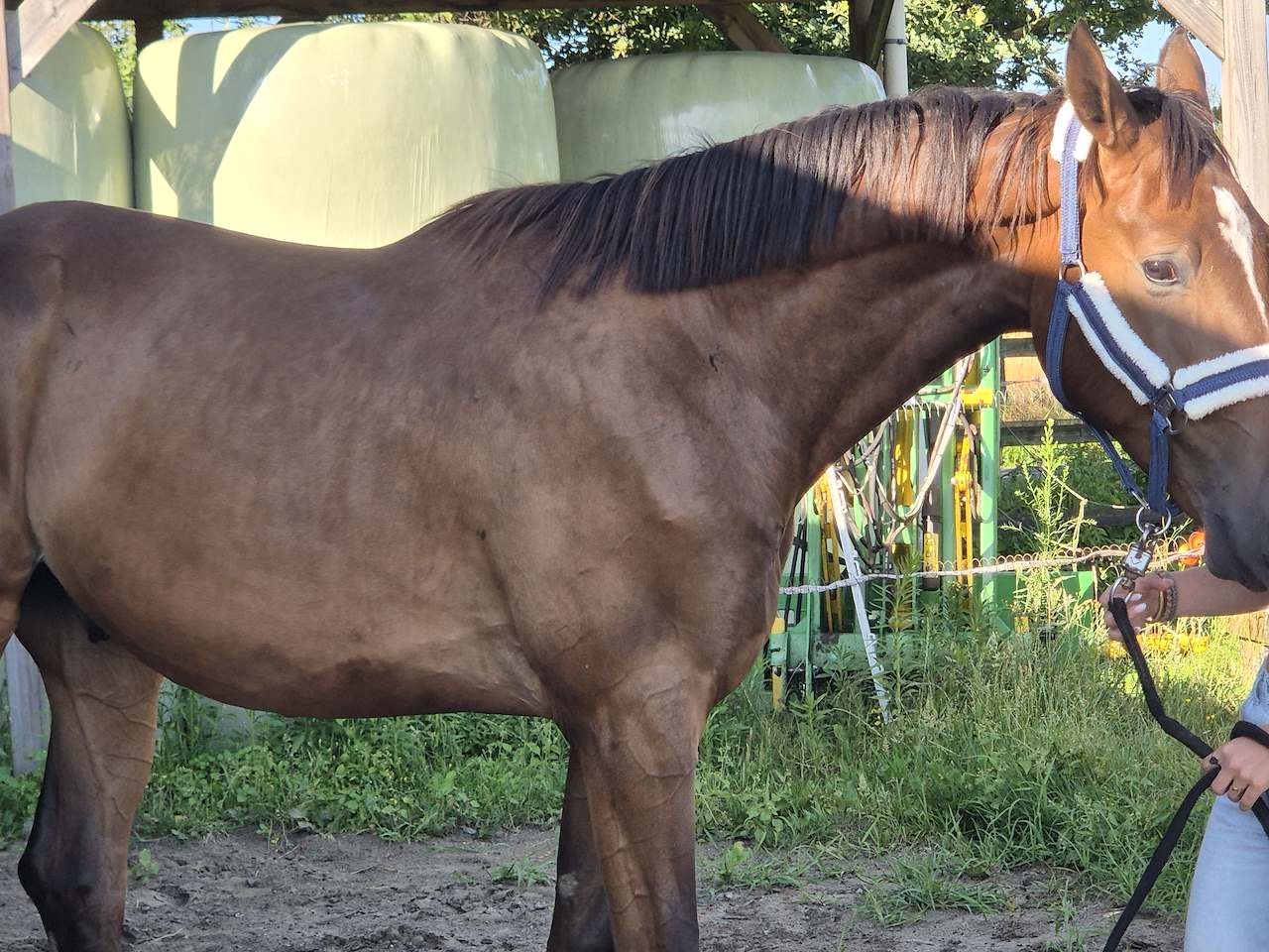 bwp springpaard ruin 2 anos bruin à venda - Foto 2